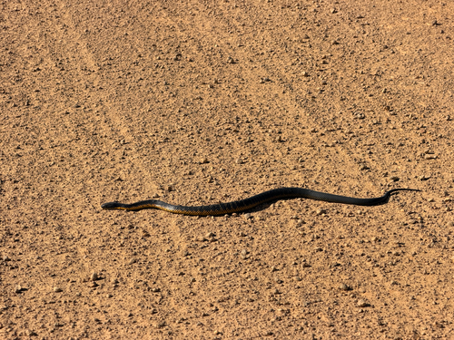 Western Tiger Snake sighting