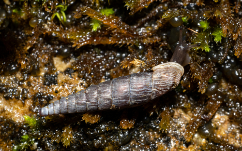 Clausilia bidentata
