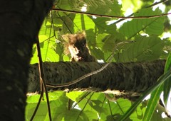 Sciurus aestuans ingrami