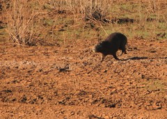 Hydrochoerus hydrochaeris