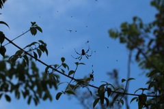 Trichonephila clavipes