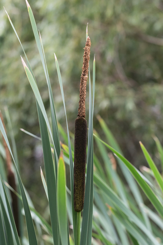broadleaf cattail (Typha latifolia)