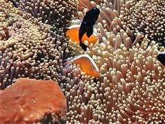Amphiprion sandaracinos