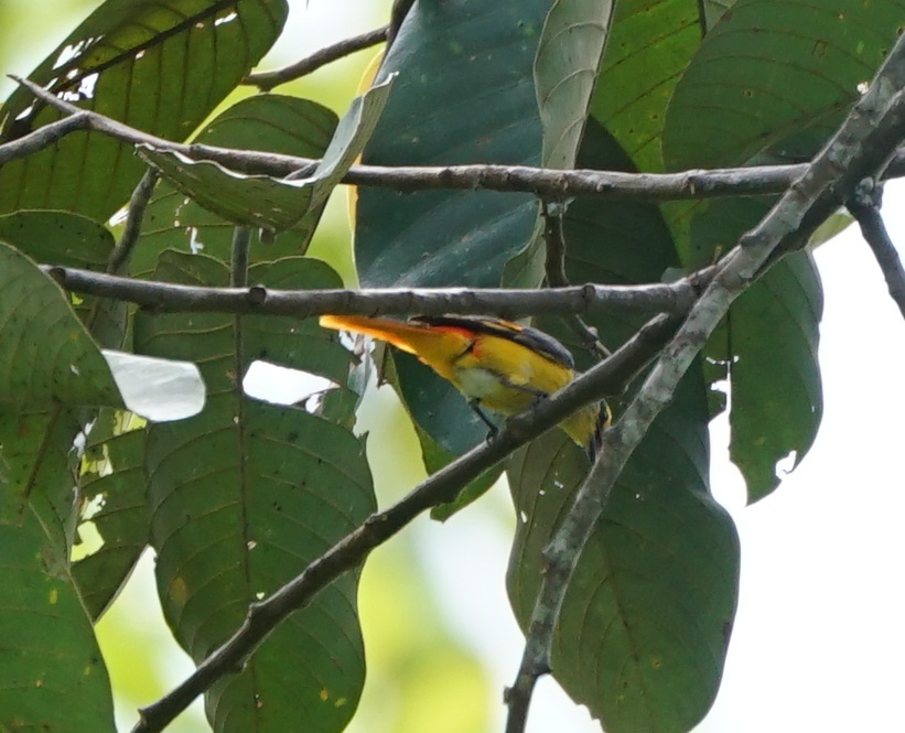 Fiery Minivet (Pericrocotus igneus), photo 1