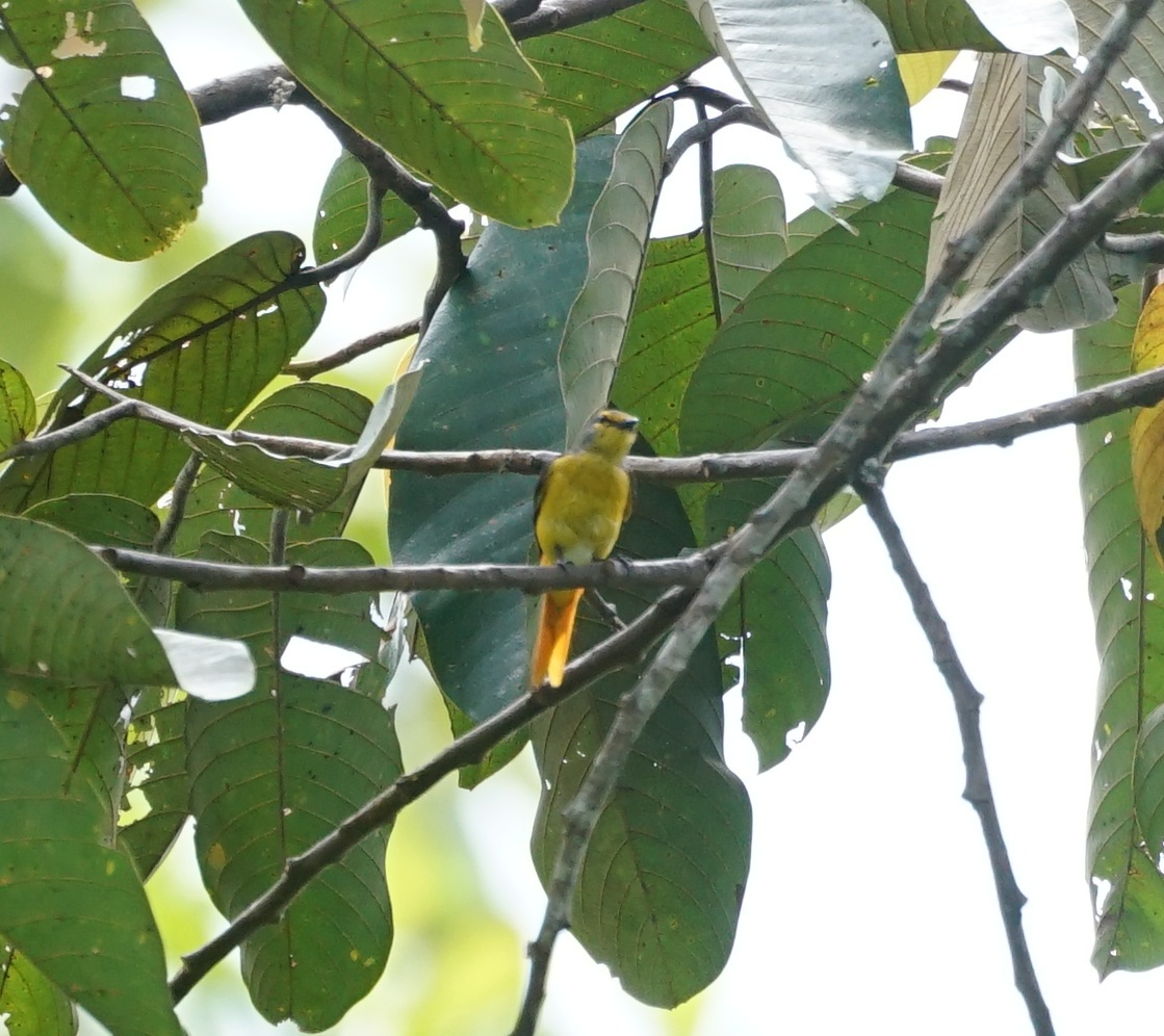 Fiery Minivet (Pericrocotus igneus), photo 2