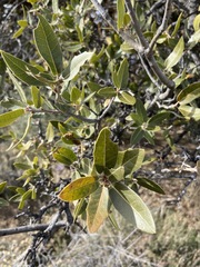 Quercus peninsularis