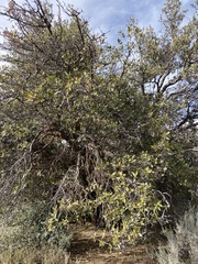 Quercus peninsularis