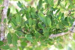 Smilax campestris