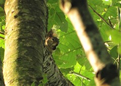 Sciurus aestuans ingrami