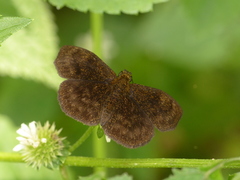 Bolla brennus