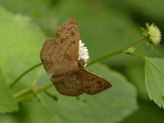 Carrhenes callipetes