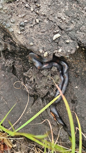 Spotted Wolf Snake