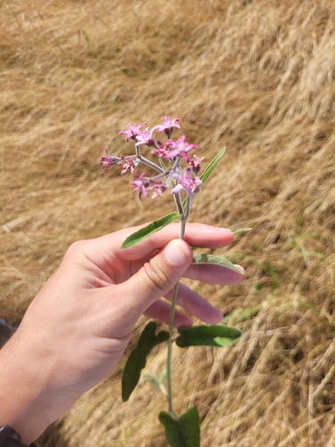 Oxypetalum solanoides