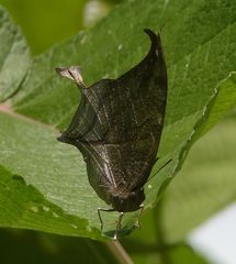 Consul electra electra