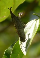 Consul electra electra