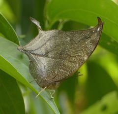 Consul electra electra