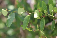 Smilax campestris