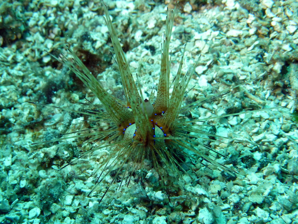 Blue-spotted Urchin