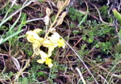 Bulbine filifolia