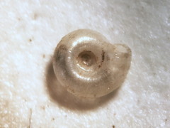 Hawaiia minuscula