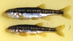 Karst Minnow photo 2