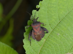 Piezogaster auriculatus