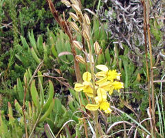 Bulbine filifolia