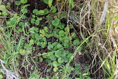 Dichondra microcalyx
