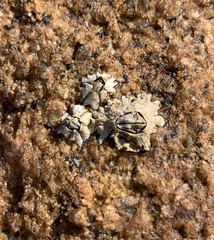 Chthamalus dentatus