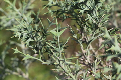 Colletia paradoxa