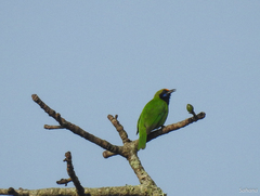 Chloropsis aurifrons