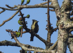 Machlolophus aplonotus