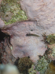 Twinspot Dwarfgoby photo 4