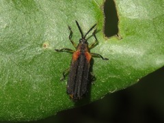 Heterispa vinula