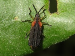 Heterispa vinula