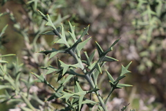 Colletia paradoxa