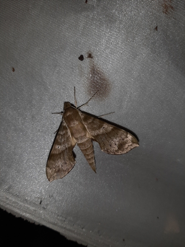 Xylophanes pistacina