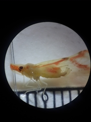 Otiocerus coquebertii