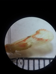 Otiocerus coquebertii