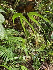 Lygodium circinnatum, photograph author not stated, no rights reserved