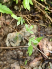 Lygodium circinnatum