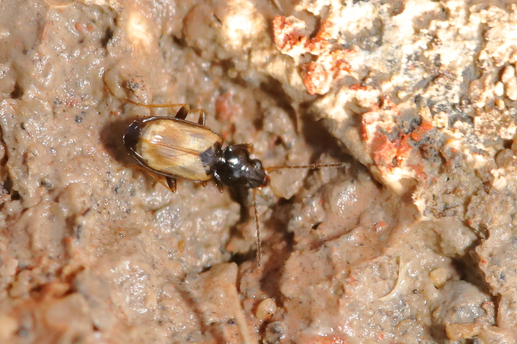 Tachys scutellaris