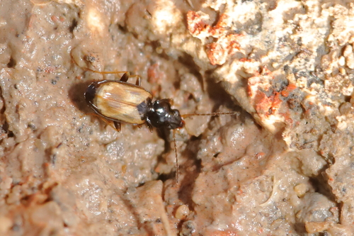 Tachys scutellaris