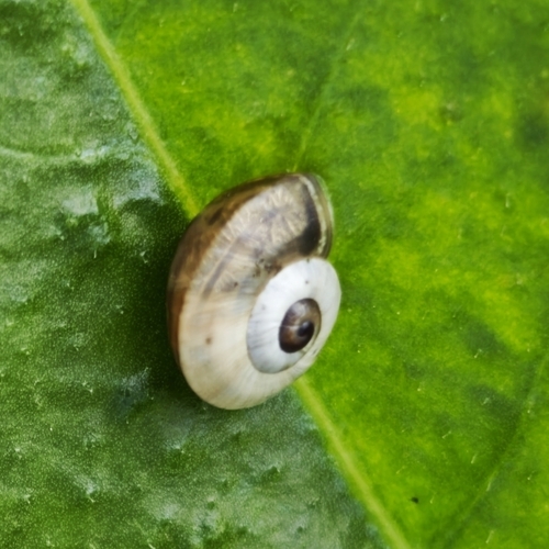 Theba pisana