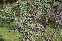 Colletia paradoxa