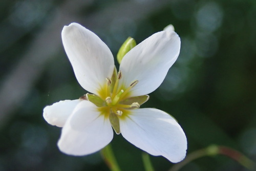 Hanging Sunspurge (Heliophila pendula)