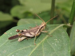 Omalotettix obliquus