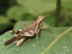 Omalotettix obliquus