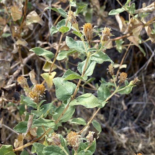 Heartleaf Goldeneye (Aldama cordifolia)