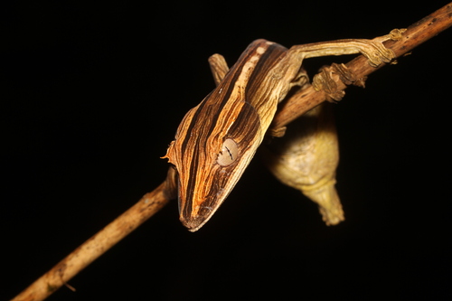 Lined Flat-tail Gecko, Uroplatus lineatus